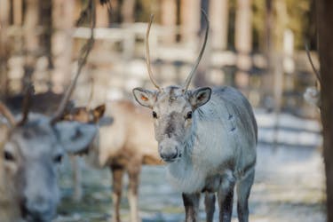 Tradizionale visita alla fattoria delle renne con giro in slitta